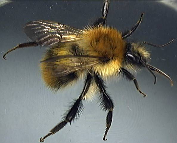 Bombus pascuorum